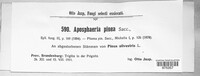 Aposphaeria pinea image